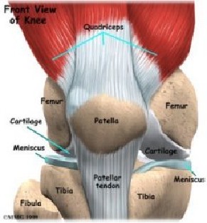 The knee joint is