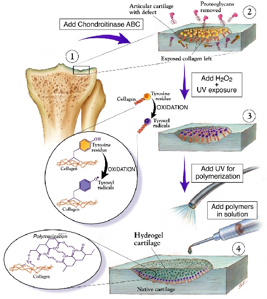 Musculoskeletal System Diagram. The diagram below demonstrates